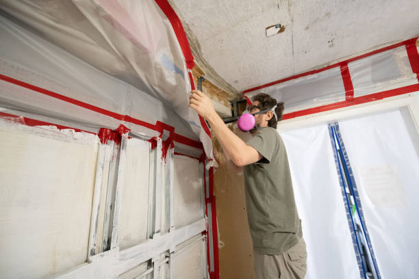 Best Black Mold Removal  in Salt Lake City, UT