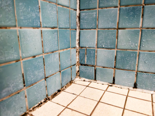 Best Asbestos and Lead Testing During Mold Inspection  in Salt Lake City, UT